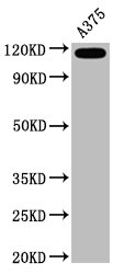 CSB-RA013563A0HU