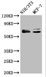 CSB-RA022650A0HU