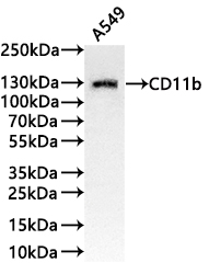 CSB-RA067983A0HU