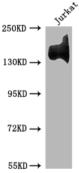 CSB-RA225859A0HU