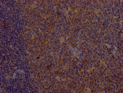 CSB-RA246383A0HU