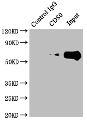 CSB-RA246383A0HU