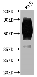 CSB-RA246383A0HU