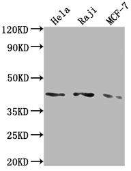 CSB-RA257443A0HU