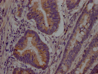 CSB-RA259644A0HU IHC