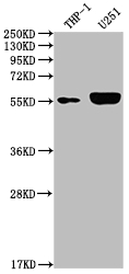 CSB-RA284992A0HU