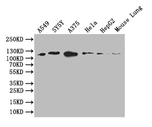 CSB-RA289302A0HU