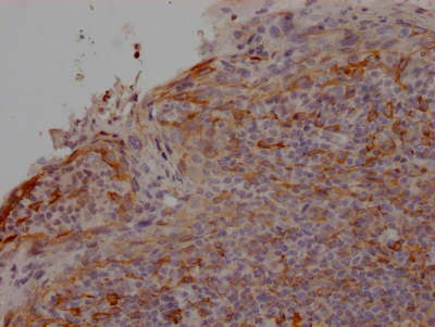 CSB-RA297464A0HU