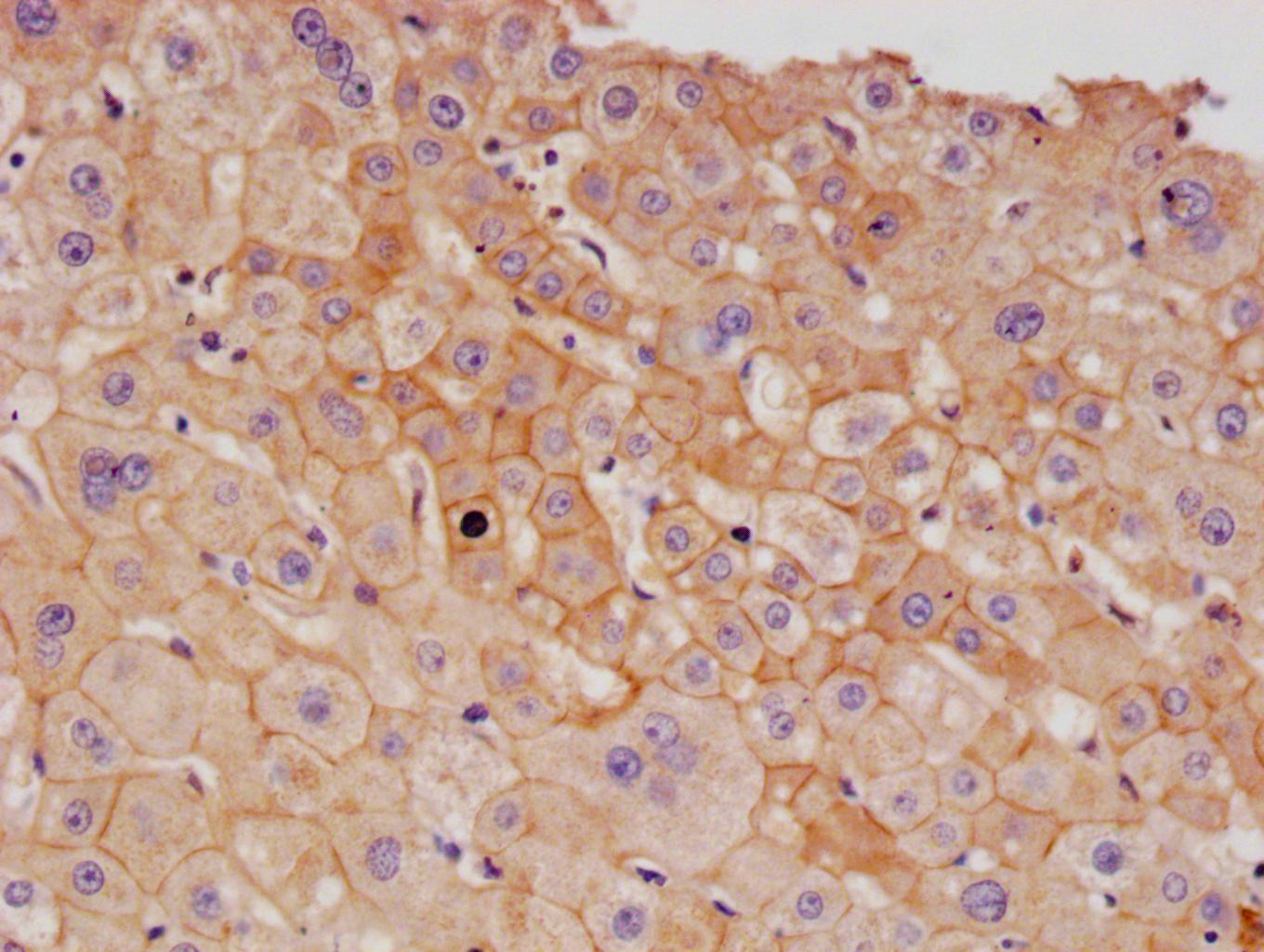 CSB-RA437652A0HU