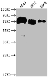 CSB-RA440943A0HU