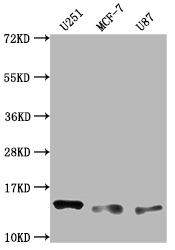 CSB-RA441307A0HU