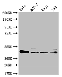 CSB-RA446786A0HU