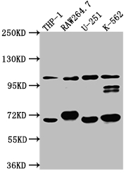 CSB-RA545516A0HU