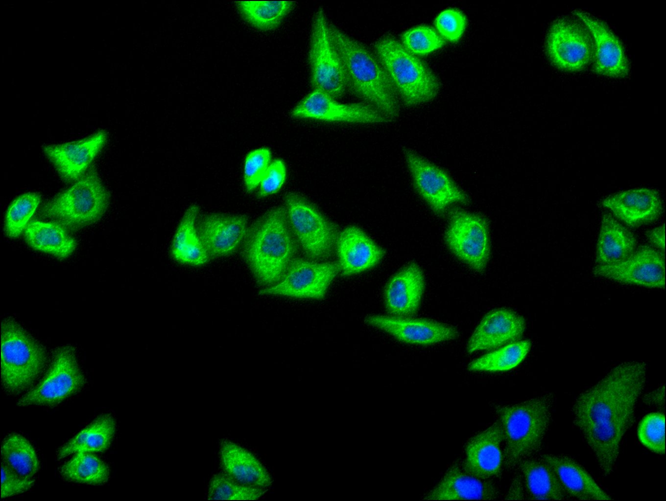 CSB-RA556953A0HU