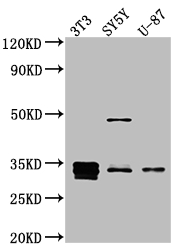 CSB-RA616025A0HU