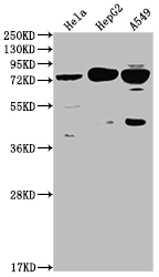CSB-RA616248A0HU
