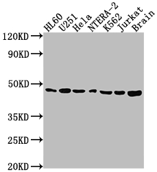 CSB-RA776663A0HU WB