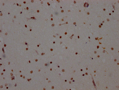 CSB-RA906343A0HU