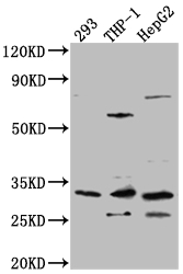 CSB-RA909081A0HU