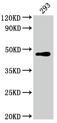 CSB-RA911286A0HU