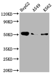 CSB-RA923075A0HU WB