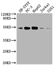 CSB-RA923827A0HU
