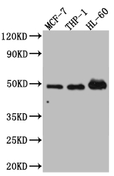 CSB-RA945260A0HU