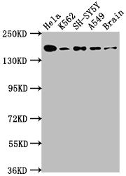 CSB-RA951649A0HU