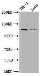 CSB-RA963423A0HU