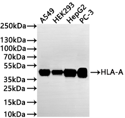 CSB-RA977288A0HU