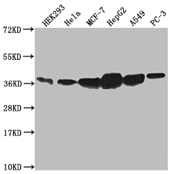 CSB-RA987782A0HU