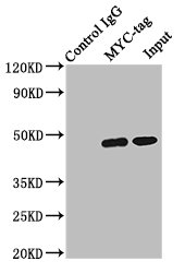 Myc標(biāo)簽單克隆抗體 (CSB-MA000041M0m)