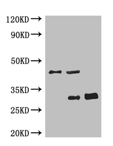 GFP單克隆抗體 (CSB-MA000051M0m)