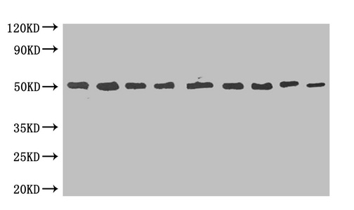 MBP單克隆抗體 (CSB-MA000061M0m)