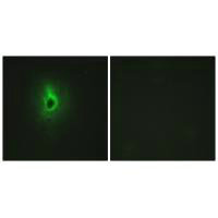 CSB-PA053506