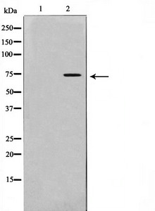 CSB-PA081831