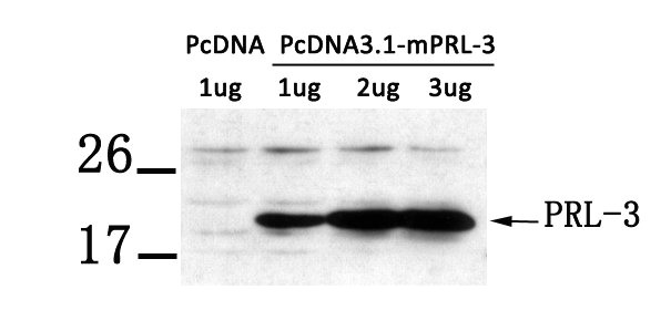 CSB-PA132624