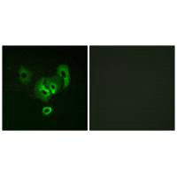 CSB-PA275156