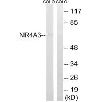 CSB-PA292630