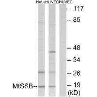 CSB-PA589424