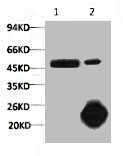 CSB-MA000235