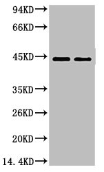 CSB-MA000235