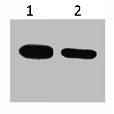 CBP標(biāo)簽單克隆抗體(CSB-MA000285)