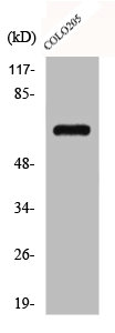 CSB-PA001418