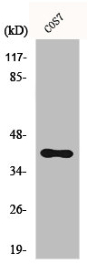 CSB-PA001850