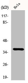 CSB-PA001993