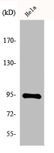 CSB-PA002347