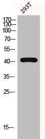 CSB-PA002598