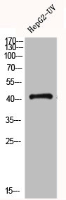 CSB-PA002756