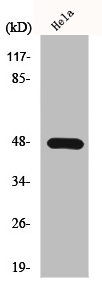 CSB-PA003099